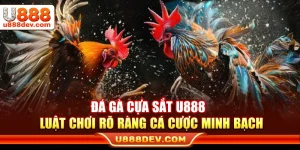 Đá Gà Cựa Sắt U888 – Luật Chơi Rõ Ràng Cá Cược Minh Bạch
