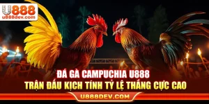 Đá Gà Campuchia U888 – Trận Đấu Kịch Tính Tỷ Lệ Thắng Cực Cao