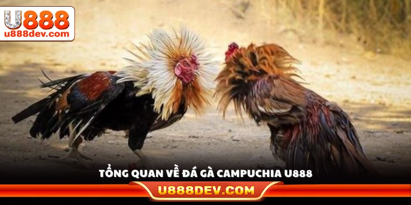 Giới thiệu khái quát đá gà Campuchia U888 