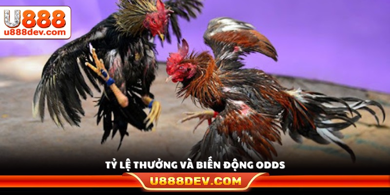 Cập nhật tỷ lệ trả thưởng và biến động odds 