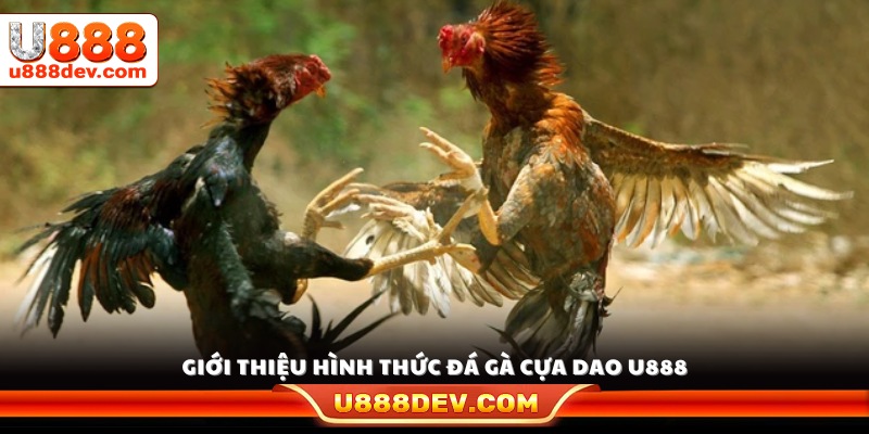 Đôi nét về đá gà cựa dao U888