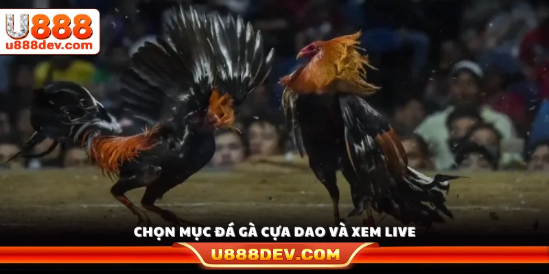 Vào sảnh đá gà cựa dao chọn trận đấu