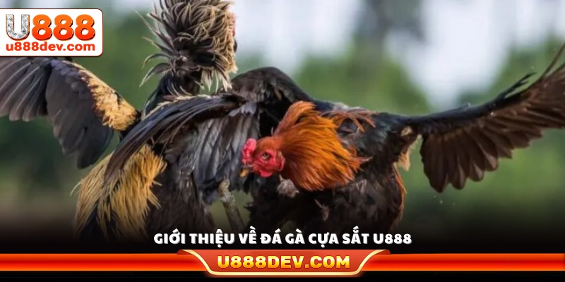 Tổng quan về đá gà cựa sắt U888 